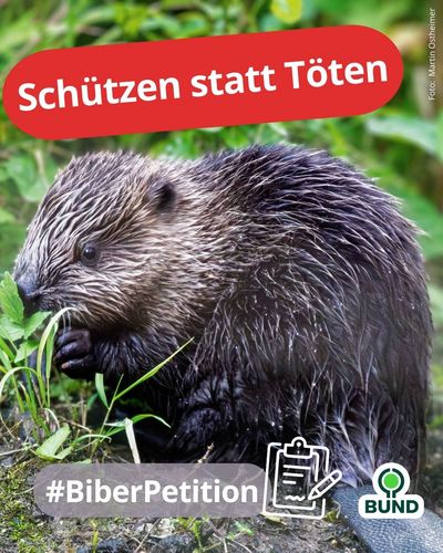 Bild eines Bibers mit Text zum Aufruf der Biber-Petition "Schützen statt töten!" mitzuzeichnen - Foto Martin Ostheimer
